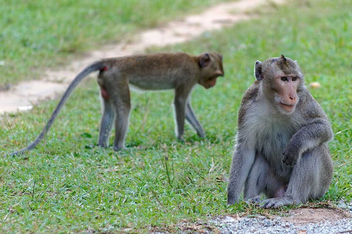 Ilustrasi kera rhesus. Spesies primata yang banyak digunakan dalam penelitian sains, termasuk studi tentang pandemi Covid-19.