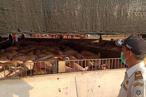 Di Tengah Wabah Corona, Ekspor Babi ke Singapura Meningkat hingga 1.635 Ekor Per Hari