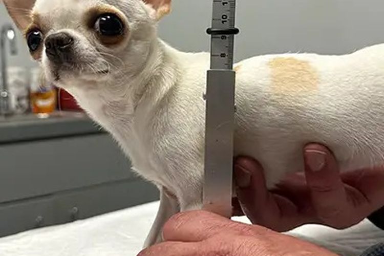 Pearl, anjing terpendek di dunia