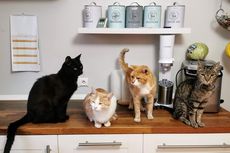 Seperti Apa Perbedaan Karakter Antara Kucing Betina dan Kucing Jantan?