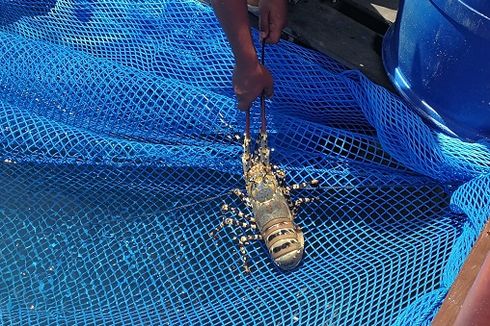 Keramba Ikan Nelayan di Kukar Hancur Berantakan Ditabrak Ponton Batu Bara 