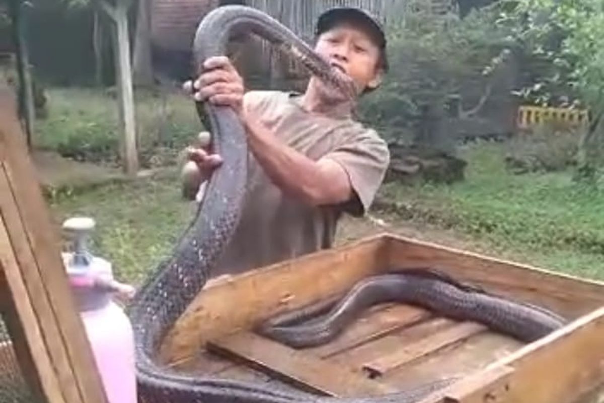 Sang pawang saat bersama ular king kobranya semasa hidup.