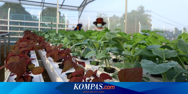 Mendapat Berkah dari Hidroponik Barokah