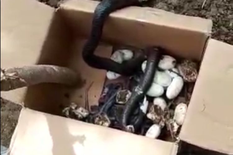 Ular kobra beserta telurnya ditemukan warga di dekat areal persawahan di Desa Bintaran, Kecamatan Air Salek, Kabupaten Banyuasin, Sumatera Selatan. Sejak satu pekan belakangan, warga sekitar resah karena banyaknya ular yang masuk ke dalam rumah.