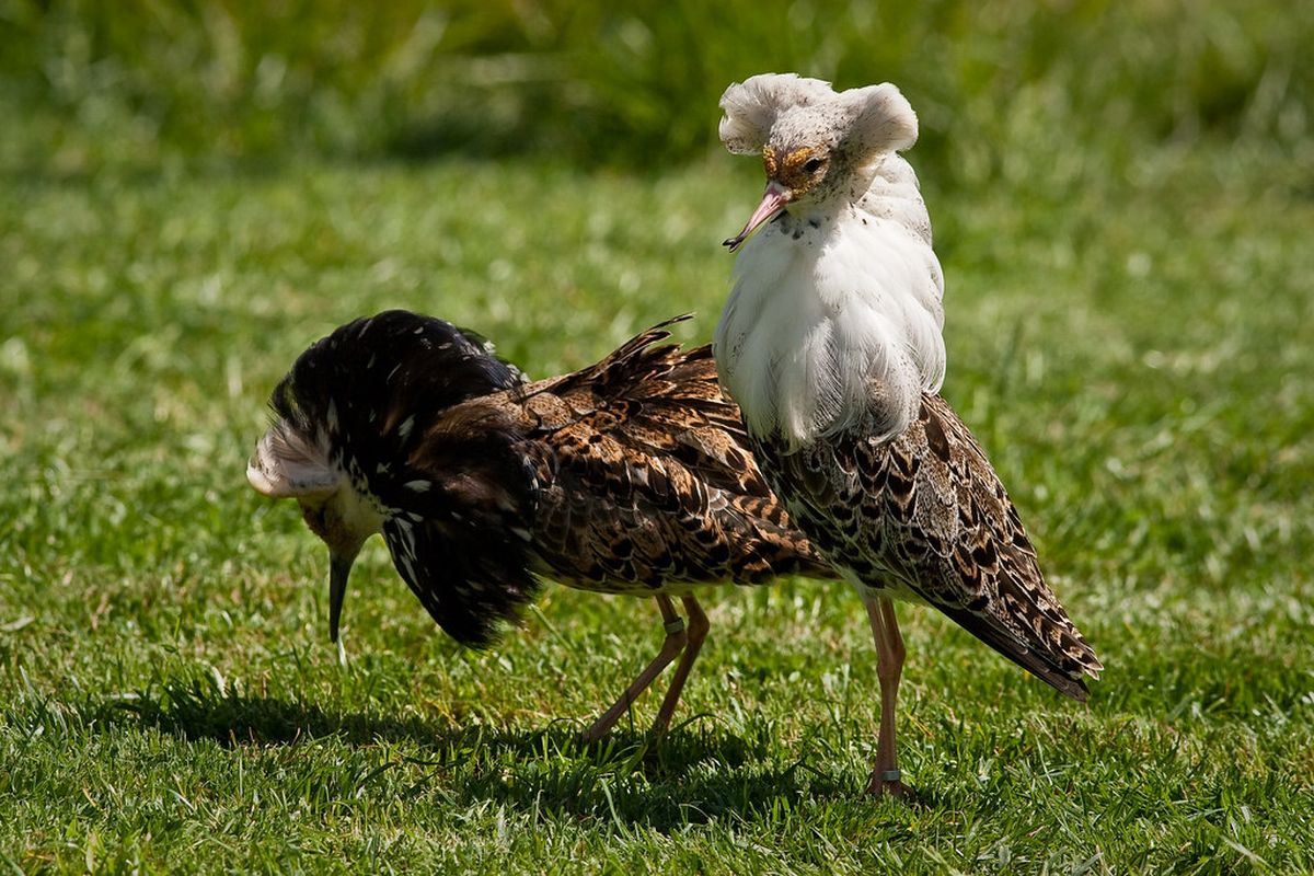 Burung ruff jantan disebut memiliki tampilan fisik seperti betina. 