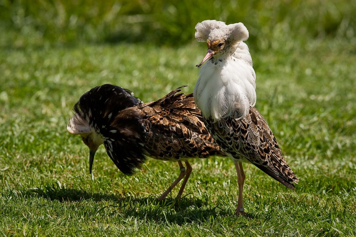 Bokep cewek punya burung besar