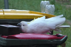 Burung Kakatua Bisa Ajari Kawannya Cara Buka Tempat Sampah, Studi Jelaskan