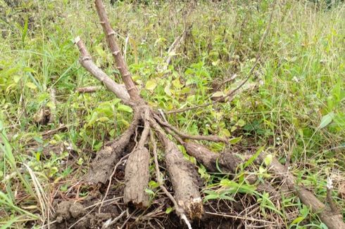 80 Hektar Tanaman Ubi Nuabosi Diserang Hama Busuk, Petani di Ende Rugi Ratusan Juta Rupiah