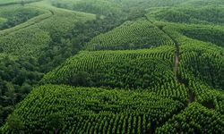 Peran Strategis Industri Kertas dalam Menjaga Hutan Lestari