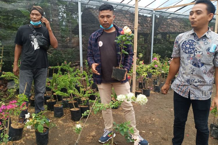 Kelompok Masyarakat Sadar Wisata (Pokdarwis) Desa Tunjungan Kecamatan Ngombol, Kabupaten Purworejo, Jawa Tengah membudidayakan bunga bougenvile.