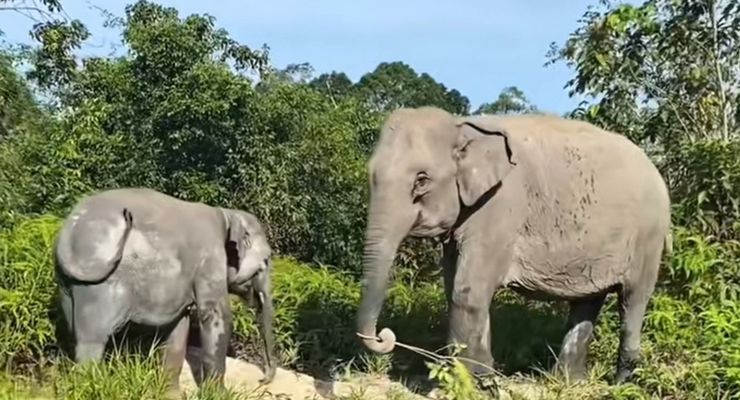 Rumah Gajah Domang Akan Direstorasi