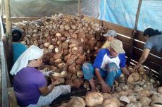 Pertanian Masa Depan Maluku Utara