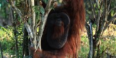 Pertamina Group Kembangkan Pusat Rehabilitasi Orang Utan di Kalimantan Timur