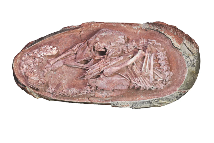 Embrio dinosaurus Baby Yingliang di dalam fosil telur.
