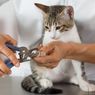 5 Tips agar Kucing Tenang saat Potong Kuku