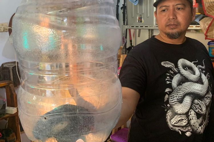 Koordinator Jaga Satwa Indonesia, Yonny Purwandana menunjukkan satu ular kobra yang dievakuasi dari rumah warga. Ular kobra disimpan dalam bekas galon air mineral sebelum diserahkan kepada BKSDA Jatim Wilayah I Madiun.