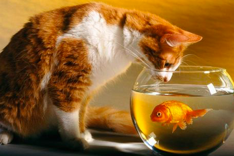 Bisakah Kita Memelihara Kucing dan Ikan Bersama?