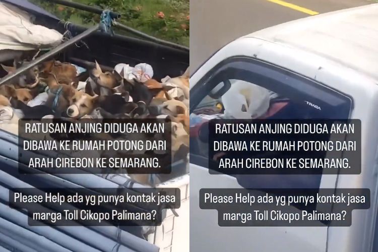 Tangkap layar video dugaan truk bawa ratusan anjing ke rumah pemotongan dari Cirebon ke Semarang.