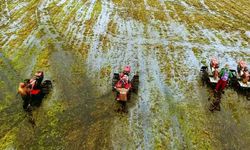 Kementan Siap Kembangkan Lahan Rawa untuk Tingkatkan Produktivitas Pertanian Nasional 