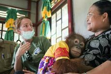 Sempat Menolak dan Minta Ganti Rugi, Warga Akhirnya Merelakan Orangutan Dievakuasi