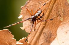 5 Spesies Laba-laba Paling Berbahaya di Dunia