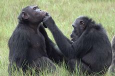 Pertama Kali Diamati, Simpanse Gunakan Serangga untuk Obati Luka