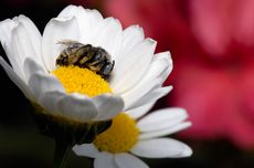 Benarkah Lebah yang Kelelahan Akan Tertidur di Kelopak Bunga?