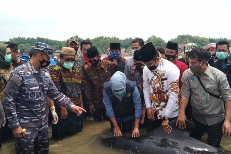 Gubernur Jawa Timur, Khofifah Indar Parawansa dan Bupati Bangkalan, Abdul Latif Imran saat melihat langsung kondisi hiu paus pilot di perairan Modung, Kabupaten Bangkalan, Jumat (29/2/2021).