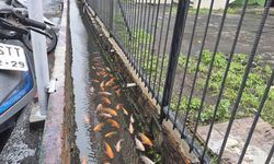 Warga Duren Sawit Sulap Selokan Jadi Ladang Cuan, Intip Rahasianya
