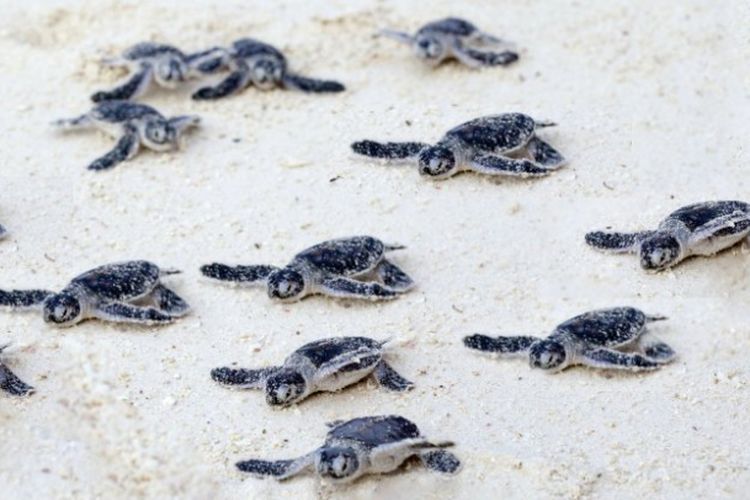 ilustrasi penyu bermigrasi