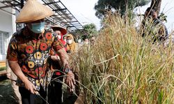 Wali Kota Hendi: Kami Berupaya Mempertahankan Lahan Sawah yang Ada