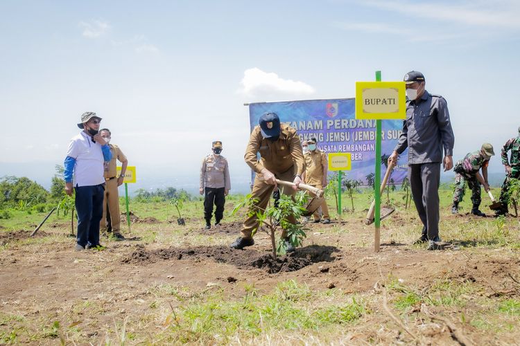 Pemerintah Kabupaten Jember merubah sentra tanaman buah naga di kawasan Agrowisata Rembangan Desa Kemuning Lor Kecamatan Patrang dengan bibit  buah kelengkeng Jember Super (Jemsu) Selasa (8/2/2022).  