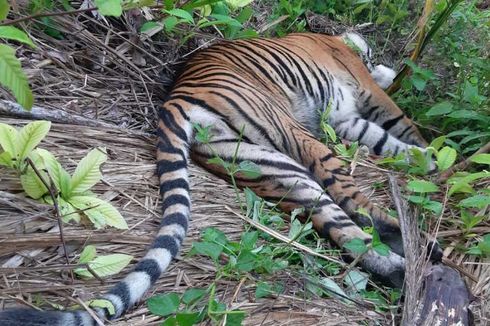 Seekor Harimau Sumatera Mati di Kawasan Perkebunan