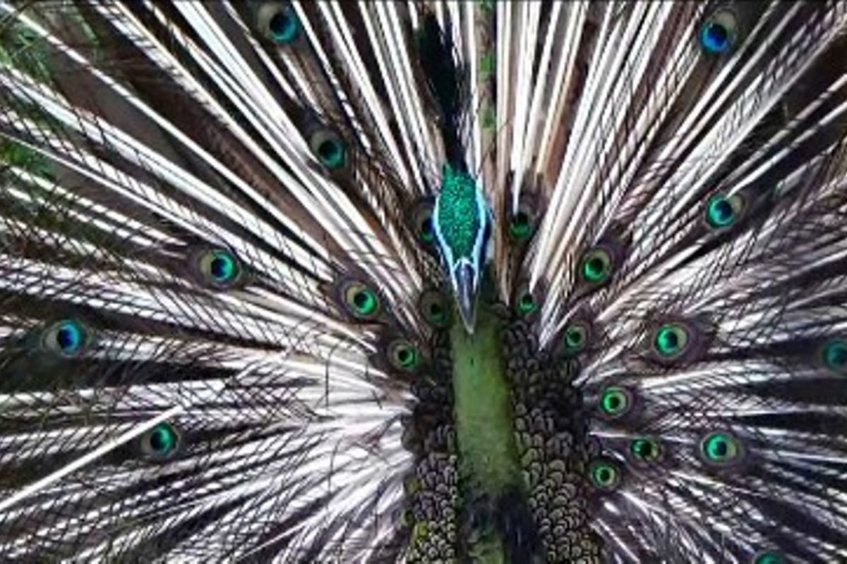 Burung merak koleksi taman wisata sandakan sabah Malaysia ini menjadi salah satu daya tarik wsiatawan untuk bekrunjung kle lokasi ini pada setiao musim libur akhir pekan atau liburan nasional di Malaysia. Meski setipa pengunjung haru mebayar hingag 15 ringgit namun  wisatawan mengaku puas bisa menikmati aneka satwa dna burung langka di lokasi ini.