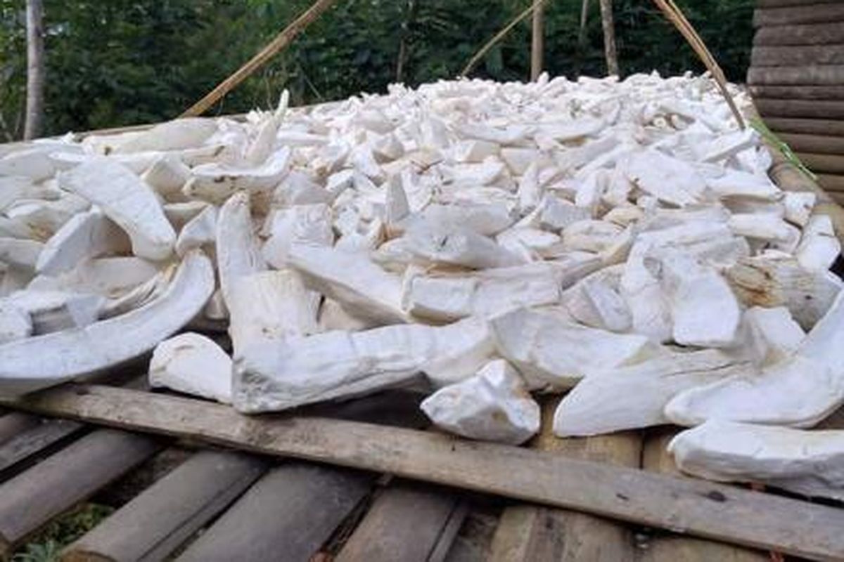 Singkong dijemur sebagai salah satu proses pembuatan gaplek, yaitu makanan khas Trenggalek.