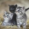 Tips Merawat Anak Kucing pada 6 Minggu Pertama Kehidupannya