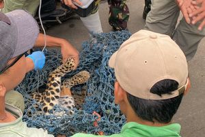 Kronologi Macan Tutul Masuk Rumah Warga di Karanganyar, Bersembunyi di Bawah Beton