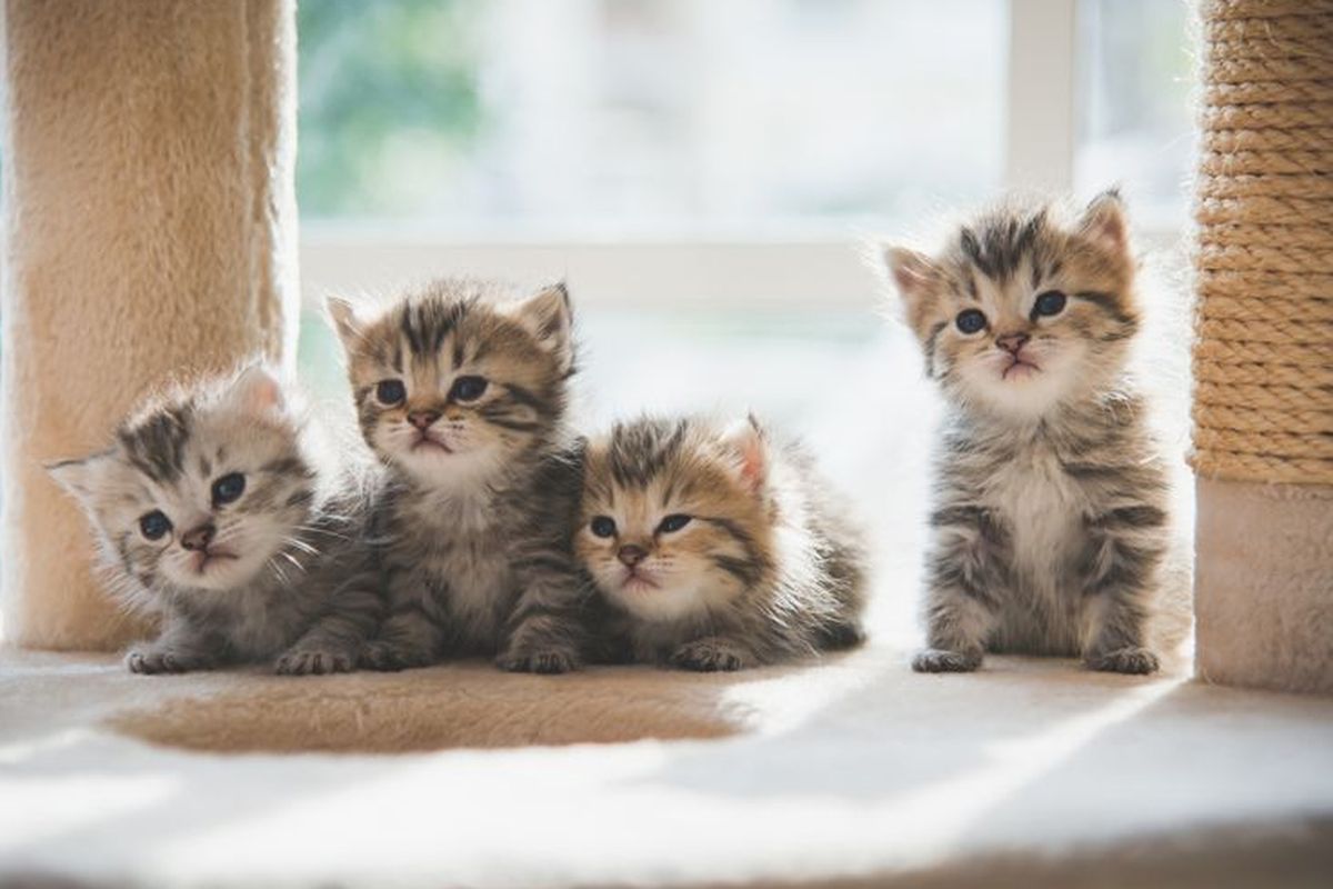 Perbedaan Anak Kucing Jantan dan Betina, Mana yang Cocok untuk Kamu?