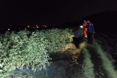 Petani di Bojonegoro Diserang Ular Piton Saat Panen Tomat