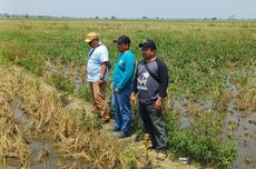 Kementan: Tikus yang Serbu Pemukiman di Karawang Berasal dari Semak-semak dan Tanggul