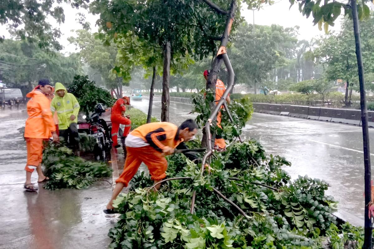 Petugas gabungan menangani pohon yang patah di Kelapa Gading Timur, Kelapa Gading, Jakarta Utara. Sebanyak tiga pohon patah akibat hujan disertai angin yang terjadi pada Jumat (24/2/2023). 