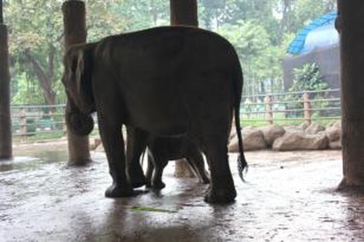 Gajah di Taman Margasatwa Ragunan, Jakarta