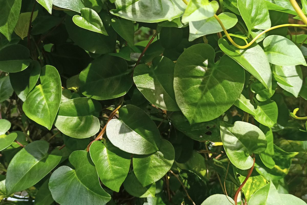 A photo of Anredera cordifolia, or locally known as Binahong. This medicinal plant has many benefits for health. 