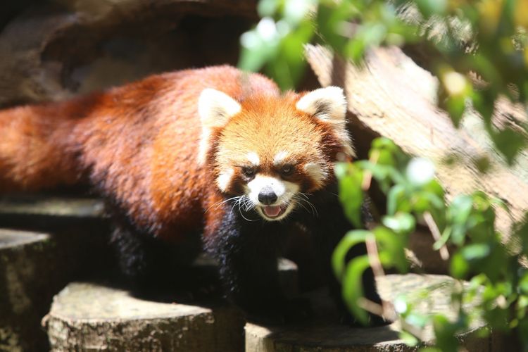 Seekor panda merah (Ailurus fulgens) asal China diperlihatkan di Istana Panda Indonesia, Taman Safari Indonesia Bogor, Jawa Barat, Rabu (1/11/2017). Binatang langka berbulu merah  ini daerah persebarannya berada di Asia Tengah dan juga ditemukan di hutan pegunungan himalaya, Bhutan, India, Laos, Myanmar, dan Nepal.