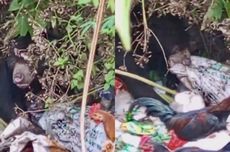 Mengais Tempat Sampah, Beruang Hitam di Lampung Terpancing Bau Sisa Makanan Warga