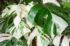 Mengapa Harga Monstera Variegata Bisa Mencapai Rp 225 Juta?