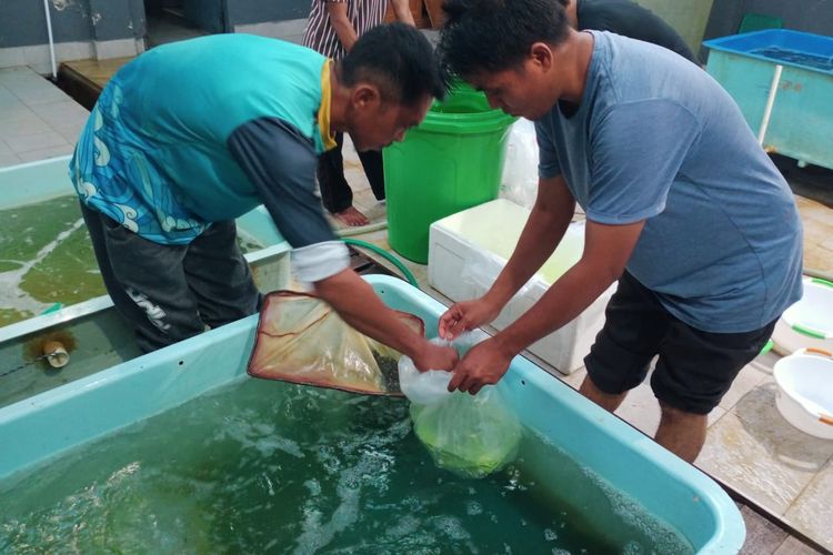 Kementerian KP melalui Badan Penyuluhan dan Pengembangan Sumber Daya Manusia Kelautan dan Perikanan (BPPSDM KP) kembali menghadirkan inovasi melalui multiproduk dari hasil kolaborasi tiga Smart Fisheries Village (SFV).