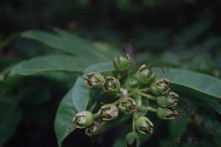 Duabanga moluccana, salah satu spesies flora yang ditemukan di Tambora dalam Ekspedisi NKRI yang dilakukan Lembaga Ilmu Pengetahuan Indonesia (LIPI) dan sejumlah pihak pada April lalu. 