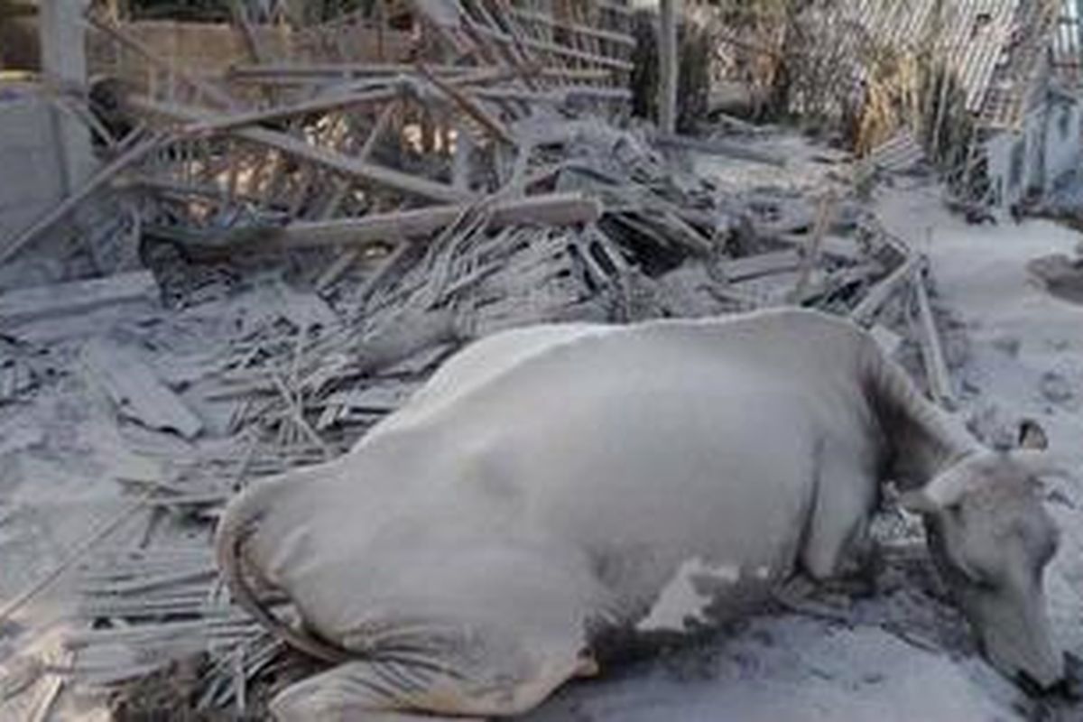Hewan ternak mati di antara permukiman yang luluh lantak diterjang awan panas yang dimuntahkan Gunung Merapi, rabu (26/10/2010).