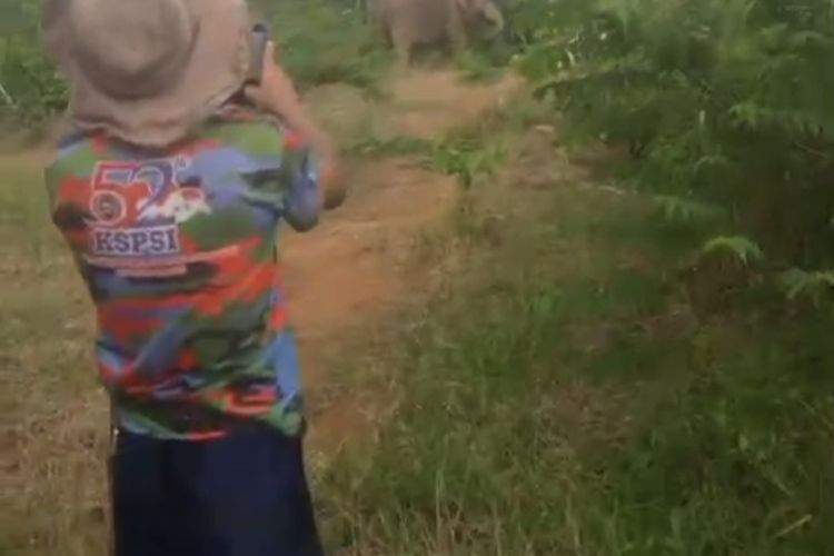 Beredar Video Warga di Bengkulu Halau Gajah, BKSDA Imbau Perambah Hutan Keluar dari Habitat